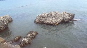 Чёрное море