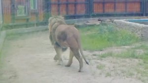 SLJP8062-28.05.2026-Видео от Ивана