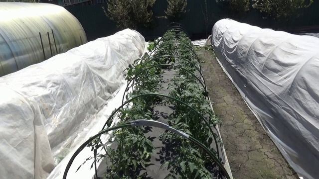 Морозы закончились! Начинаю убирать укрытия с Томатных Гномов. 27 мая 2026 года.