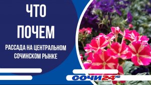 ЧТО ПОЧЕМ: Рассада на Центральном сочинском рынке