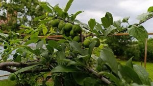 Собачки веселушки