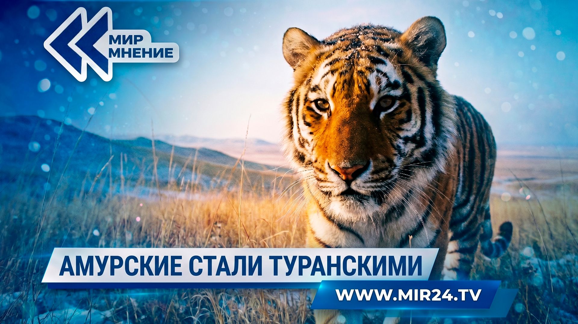 Возвращение туранского тигра. Как Россия помогает Казахстану восстановить вымершую популяцию?