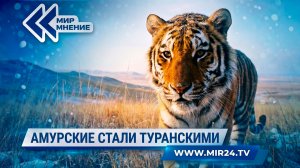 Возвращение туранского тигра. Как Россия помогает Казахстану восстановить вымершую популяцию?