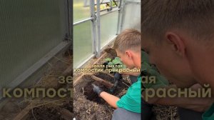 Посадка огурцов — ЛУЧШИЙ способ