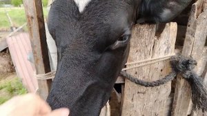 ОН ОТКАЗЫВАЕТСЯ,наверно не так предлагаю//Деревня//