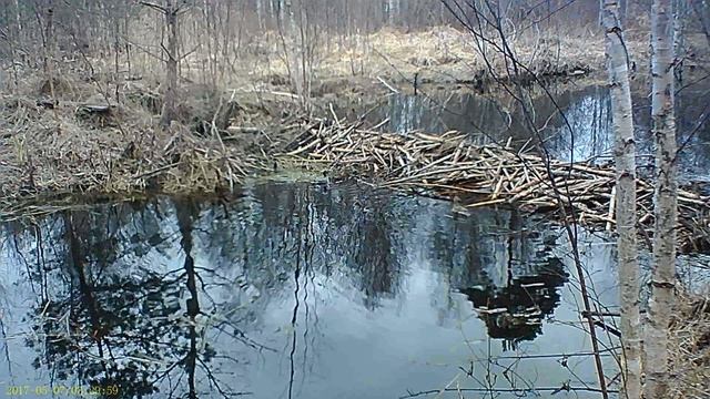 Утки смотреть онлайн