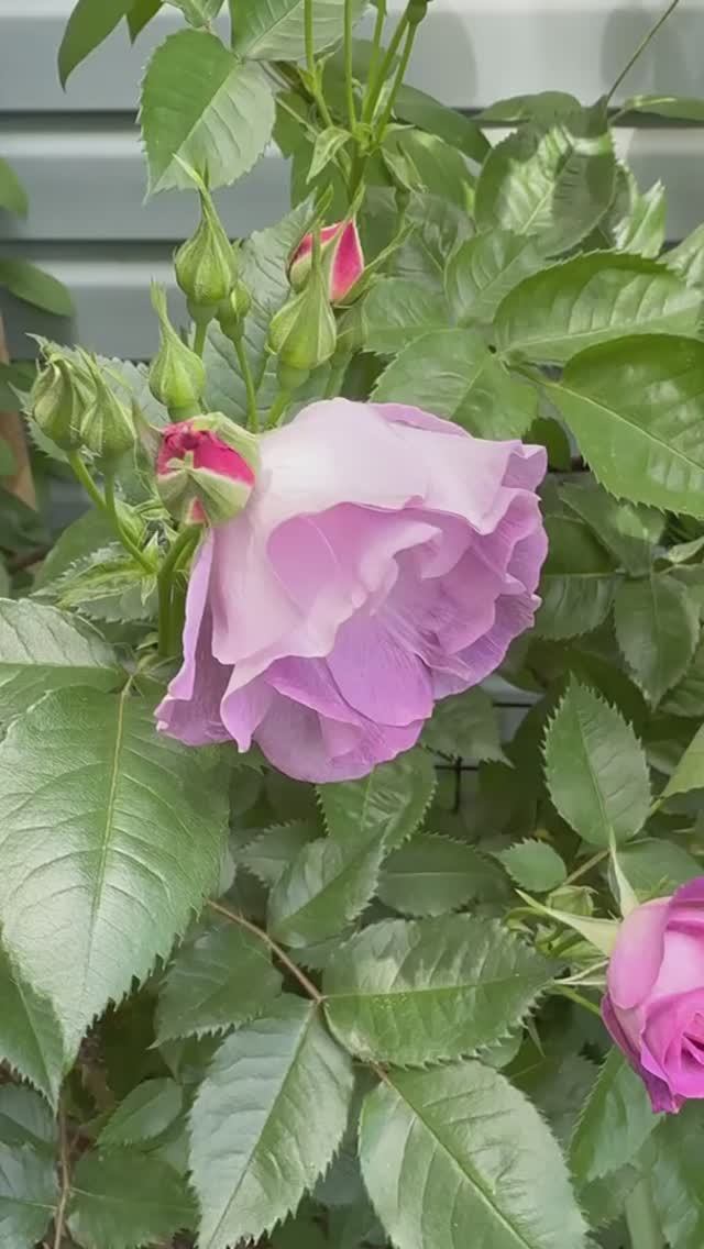 Что то отцветает, а что то зацветает 🌸🧚🏻♀️🌿✨ смотреть онлайн