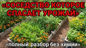 Посадите ЭТО рядом — и забудете про тлю, морковную муху и белянку навсегда