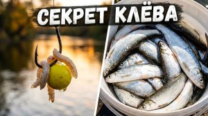 Первый раз за чехонью — сразу ВЕДРО ЧЕХОНИ! Рыбалка на фидер.