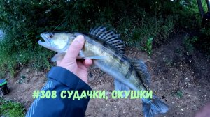 #308 Судачки , окушки 28 мая 2026