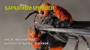 🐜 ЕЁ УКУС ЗОВУТ «УБИЙЦА КОРОВ»⚠️ БАРХАТНЫЙ МУРАВЕЙ — ОСА, КОТОРУЮ БОЯТСЯ ДАЖЕ ПАУКИ
