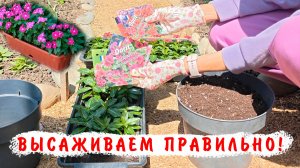 Высадка кустовых катарантусов в грунт, горшки, ящики!!!