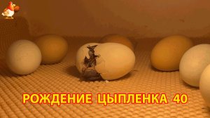 Вылупление цыпленка из яйца в инкубаторе версия 40