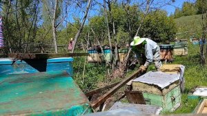 Последствия майской непогоды на пасеке