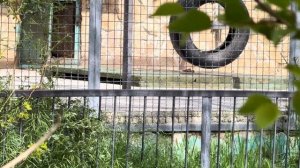 Мы решили ОСТАВИТЬ НАЕДИНЕ Анфису с компанием и ЧТО МЫ УВИДЕЛИ, КОГДА ПРИШЛИ