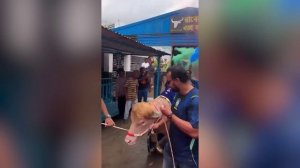 Власти Бангладеш спасли редкого буйвола-альбиноса по кличке Дональд Трамп, которого хотели принести