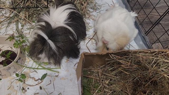 Смышленные морские свинки Улли и Пулли 💚 🐗