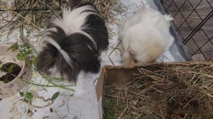 Смышленные морские свинки Улли и Пулли 💚 🐗