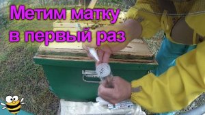 Осмотр РОЁВ , метим Матку. #bee