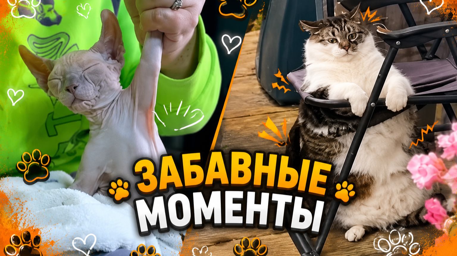 Лапки-Шоу #16 | В поисках счастья