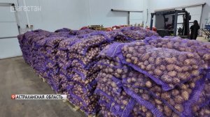 Более 60 тонн семенного картофеля доставил в Дагестан Народный фронт