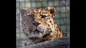 Дальневосточные леопарды. Хилари с котятами, Хлоя, Дава, Катанга и Кадрон 22.05.2026