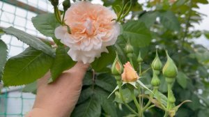 Южная часть сада🌿 27 мая 26г🌿 Розы, пионы🌸🌿🌸🌿🌸