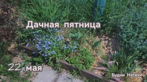 Пятничный вечер огородника! Что с томатами? конец мая.