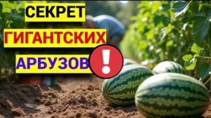 Посадка арбузов в грунт