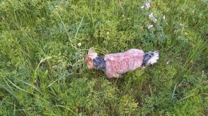 Фея гуляет по полю из шиповника