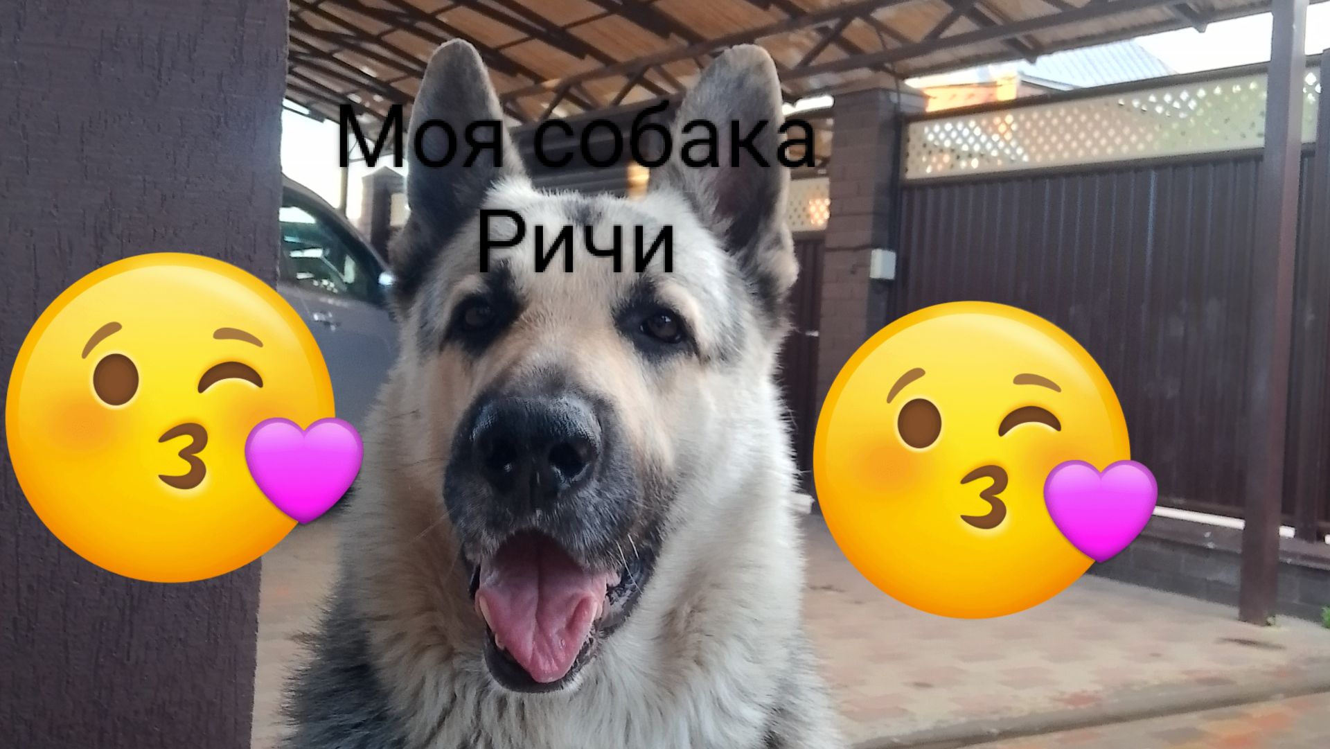 Моя собака Ричи и всё о ней!🐕🦴🥰 1 часть смотреть онлайн