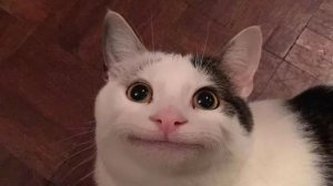 shitty trueffer STREAM по гд
