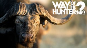 Охота на африканского Буйвола | Way of the Hunter 2 | Путь Охотника #13