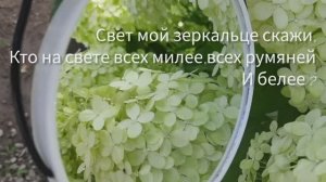 Гортензии _ Кто милее и румяней,и белее_
