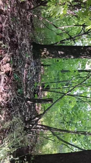 стоем шалаш