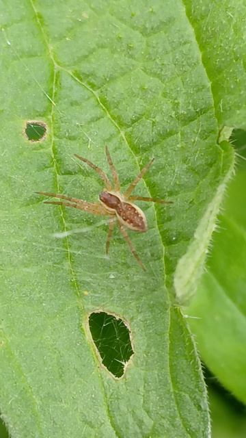 Паук из рода Охотник (Dolomedes) смотреть онлайн