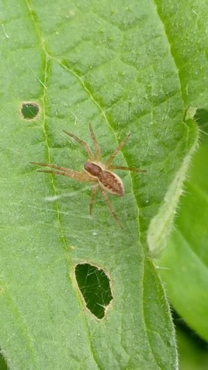 Паук из рода Охотник (Dolomedes)