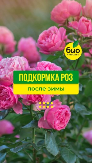 Чем подкормить розы после зимы?