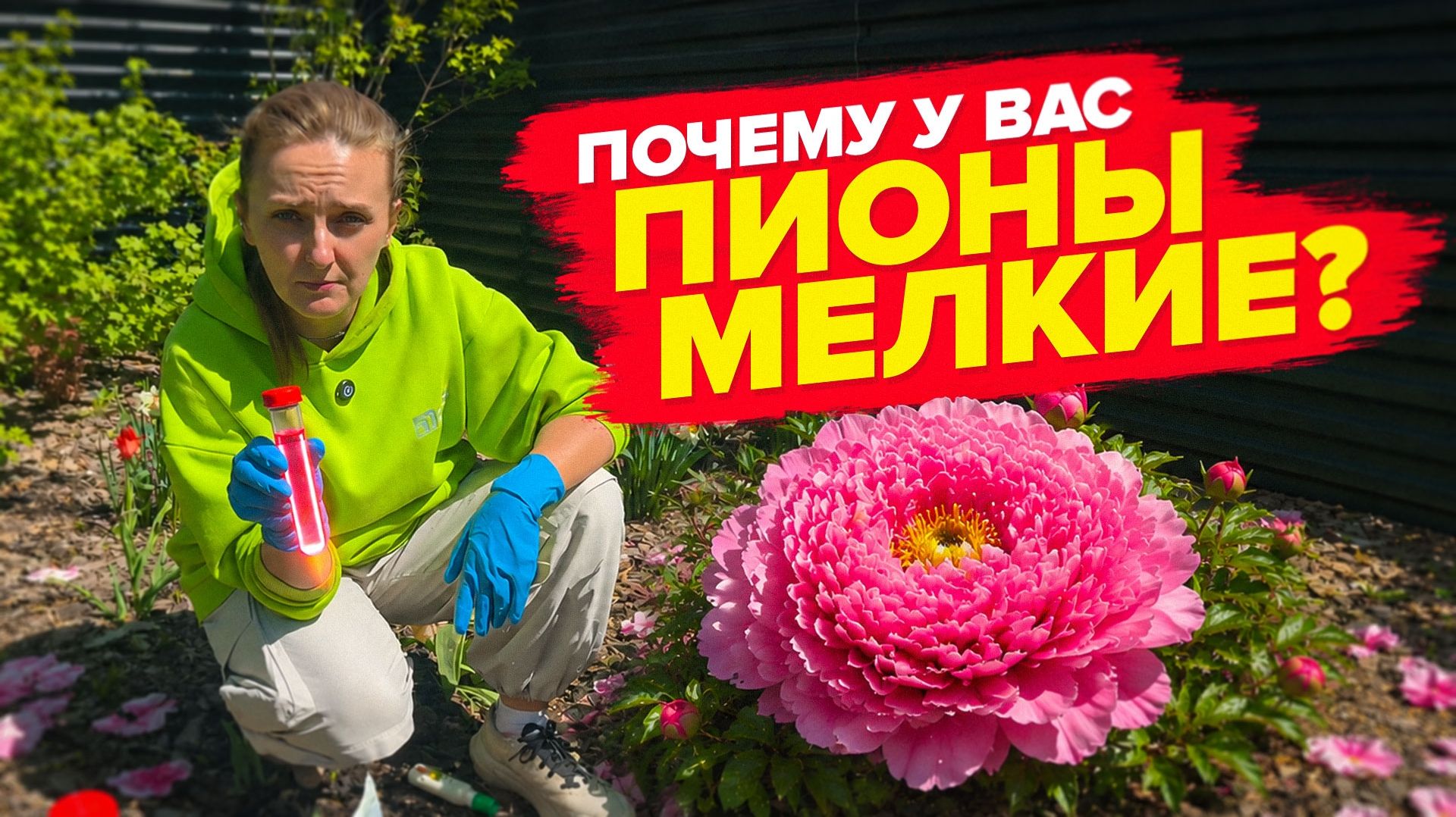 ЧТОБЫ ПИОНЫ БЫЛИ КРУПНЫМИ, ЧЕМ ПОДКОРМИТЬ смотреть онлайн