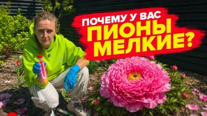 ЧТОБЫ ПИОНЫ БЫЛИ КРУПНЫМИ, ЧЕМ ПОДКОРМИТЬ