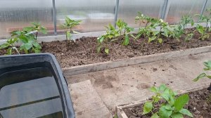 Наши 8,4 сотки 🏡 Ура!Теплицы все заполнены.Высадила последним 🌶 перец.