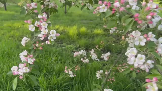 Цветущая весна .Набережная Качи.Сквер Победителей .Красноярск смотреть онлайн