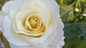 🌹❄️ Розы в Удмуртии: сорта и выращивание