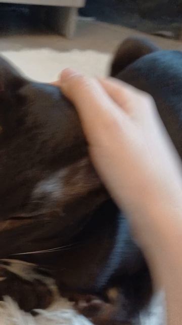 котёнок(мой) смотреть онлайн