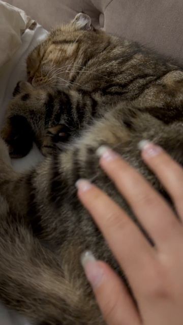 Милая шотландская вислоухая кошечка 😺🐱