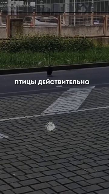 Вот на что способны птицы. смотреть онлайн