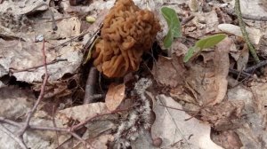 🍄⚠️ Сморчковая шапочка: как готовить условно-съедобный гриб