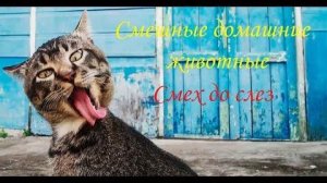 СМЕШНЫЕ КОТЫ | ЛУЧШИЕ ПРИКОЛЫ С КОТАМИ, СОБАКАМИ, КОШКИ, СОБАКИ, ЖИВОТНЫЕ, СМЕШНОЕ ВИДЕО