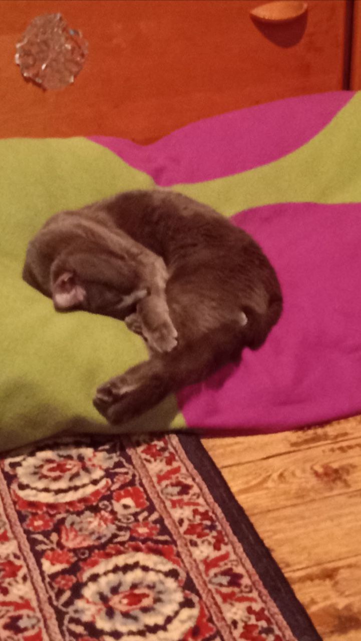 Кот Атос любит хорошо поспать! #shorts #котатос #животные #коты #атос