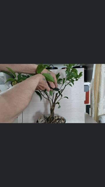 Всё о цитрусах